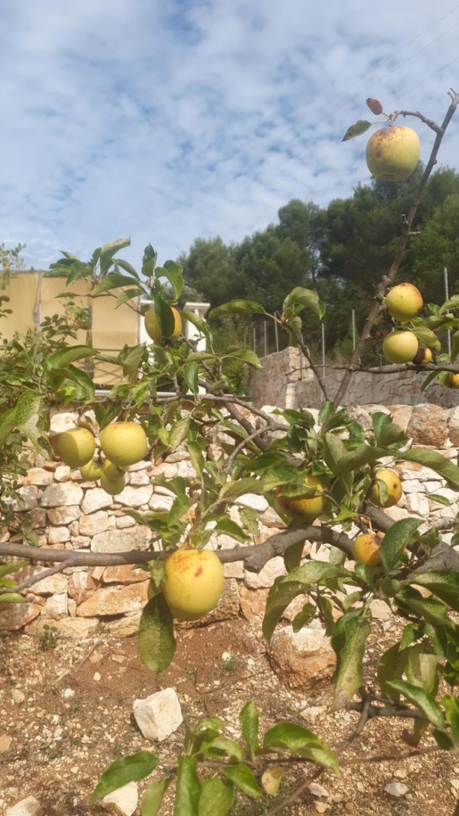 Trulli Vittoria Βίλα Φαζάνο Εξωτερικό φωτογραφία