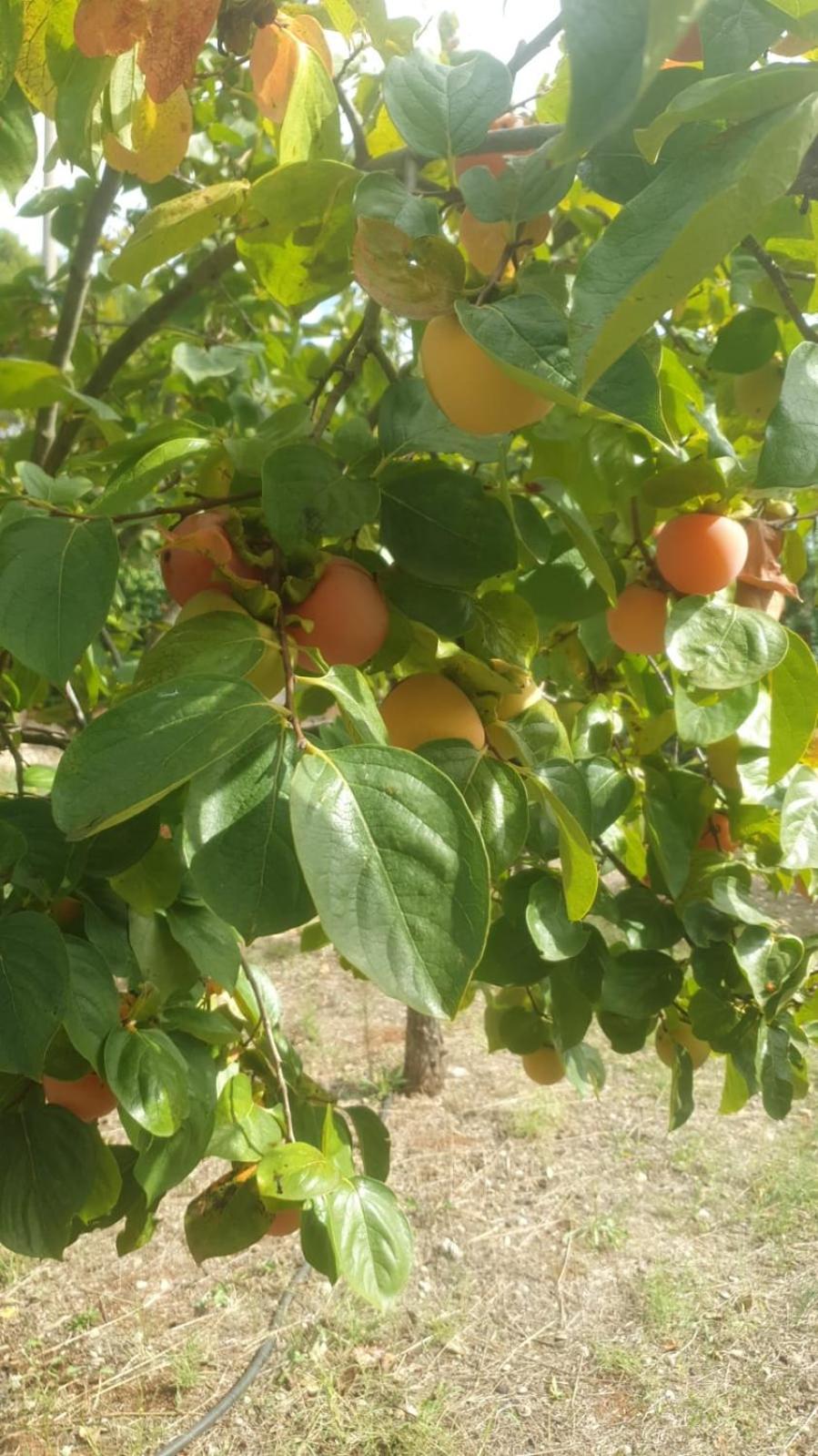 Trulli Vittoria Βίλα Φαζάνο Εξωτερικό φωτογραφία